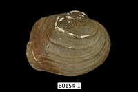 藏品(蚌)的圖片